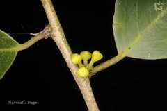 Drypetes gardneri